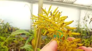 Nepenthes glandulifera seed pods
