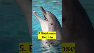 Top 10 most beautiful animals || Top Tens