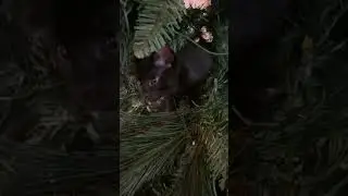 Cat in the Christmas Tree!