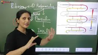 Insulin structure, synthesis, Secretion and Metabolism ( English)