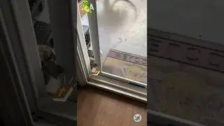 Turtle Opening the Door 🐢 | Unexpected Ending 🙊🤣 ✝️