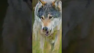 Wolf facts you didn't know #wolf #wolves #animals