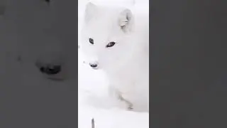 ARCTIC FOXES IN SNOW