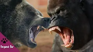 Silverback Gorilla vs Grizzly Bear -Fight Comparison