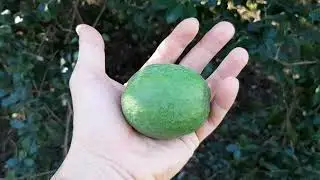 Exotica in the Garden. Feijoa Harvesting. Abkhazia