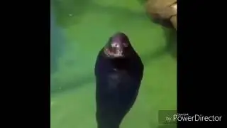 No vean este video se van a mear de la risa  😂😂