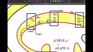 ELECTRON TRANSPORT SYSTEM AND OXIDATIVE PHOSPHORYLATION