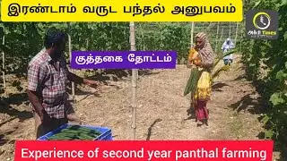 இரண்டாம் வருட பந்தல் அனுபவம் Experience of second year panthal farming.