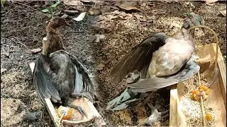 Hunting wild trap chicken and bird