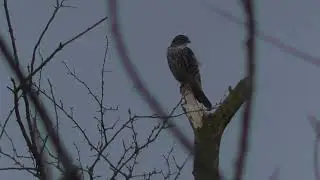 Merlin - Fierce Falcons