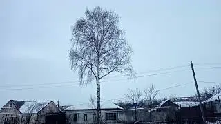 Самая высокая берёза в Губкине