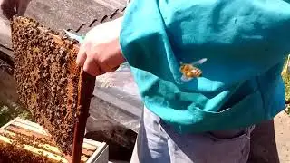 Осмотр 23.04.19 зацвел одуванчик