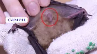 How to identify bat's sex