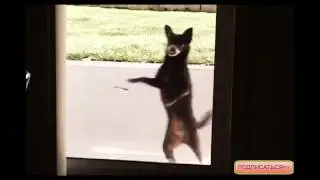 Смешные Животные HD