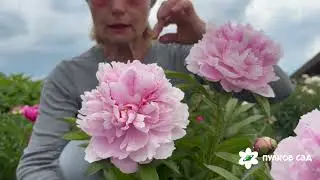 Susanne Desert peony. Cюсанна Десерт пион. Пулков сад