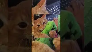 Крутые авы с котами #shorts #коты #авы #аватарки #авыдлятг #котымемы #хочуактив #гоактив #активпж