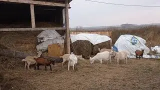 Откуда ноги растут... Как определить покрыта ли коза.
