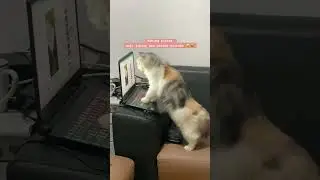 Kucing Pintar || Smart Cat #kucing #kucinglucu #animals #cat #catlover #funny #youtubeshorts #fyp