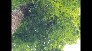 Just Like Pickin Apples (Treed the genius215)