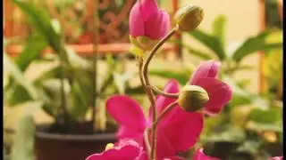 Test video DSLR Canon 550d