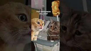 Поздравляю у Вас мальчик! Коты в кабинете УЗИ #тренд #приколы #коты #мемыскотами#веселыекоты