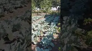 Капуста тримається під час +35градусній спеці