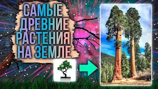 Интересные Факты - Самые Древние Растения На Земле (Анимация)