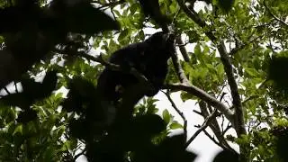 Howler Monkey Making their Crazy Sounds