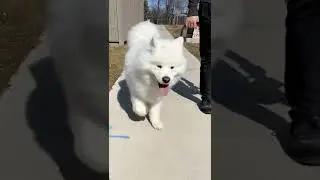 🐶 cutest dogs in the world 