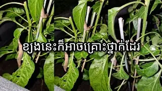 ប្រយ័ត្នមានបញ្ហាសុខភាពដោយសារខ្យងដោយមិនដឹងខ្លួន