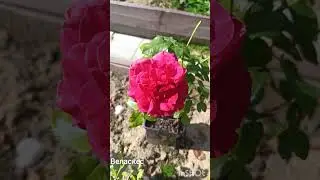 Розы,  черенкованные в прошлом году: Динки, Веласкес, Цептер д Айзл,  Александра Кентская и т.д.