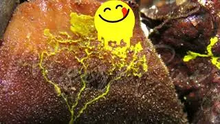 HE HAS 72 SEXES! #science #biology #slimemold