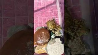 Sevimli 🤗🐢🐢 ##turtles #kaplumbağalar #pets #trending