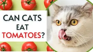Can Cats Eat Tomatoes?
