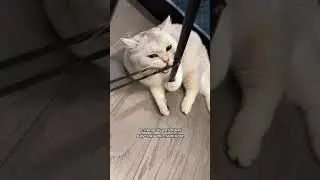 Актеры бастуют