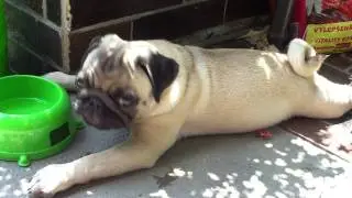 Oliver - the tired pug