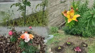 Участок после отпуска | Новая клумба | Шикарный розарий