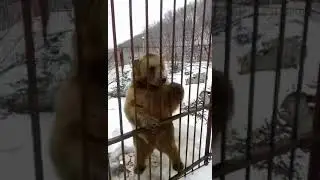Медведь честно зарабатывает сахар и еду. 😁
