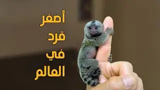 قرد القشة | أصغر قرد في العالم ( فهل يمكن تربيته؟ )