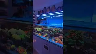 Party in the offish. #aquarium #reef #reefkeeper #coral #reeftank #fishtank #fish #reeflife #marine