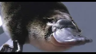 Platypus: The World's Strangest Animal [Nature Documentary]
