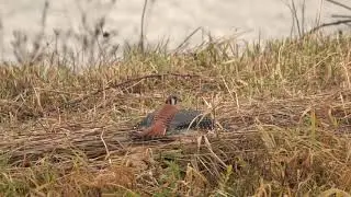 Kestrel Catching Water Vole. Пустельга ловит водяную полевку (2460sp)
