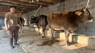 BOGOZ SIGIRLAR SOTILADI ☎️902052128 ноября 2025 г.богоз сигирлар сотилади