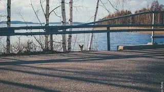 Лиса поймала ворону. Птицы пытаются отбить сородича. 