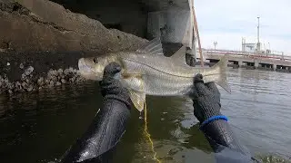 Sub Fishing… look at the ROBALO that came out in Guanabara Bay-RJ!