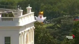 Огромная надувная курица с прической Трампа появилась у Белого дома