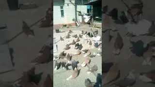 Мелитопольские голуби
