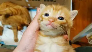 萌萌哒奶橘猫片，阿伟快跑。