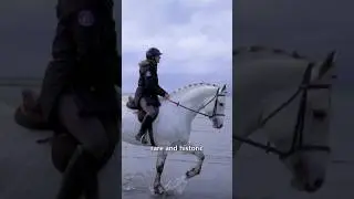 The Irish Draught Horse!! 😍🐴
