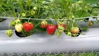 Клубника в трубах. Выращивание земляники. Сбор урожая в конце лета.